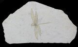 Fossil Dragonfly (Cymatophlebia) - Solnhofen Limestone #62853-1